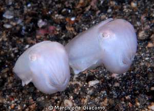 Ghosts
Nikon D200, 60 micro, twin strobo
Lembeh strait by Marchione Giacomo 